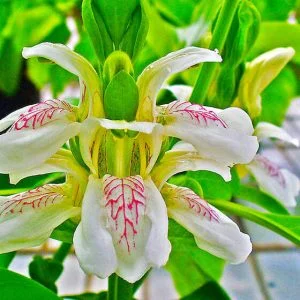 benefit of Inulin