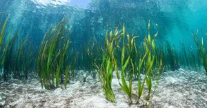 Benefit of seaweed